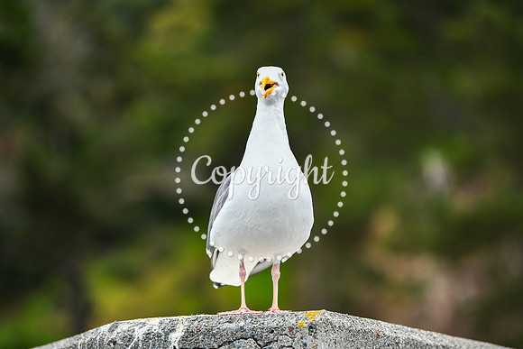 Coastal_AngelIsland-025