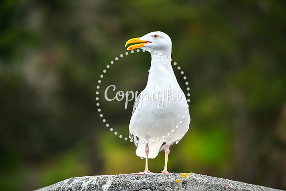 Coastal_AngelIsland-027