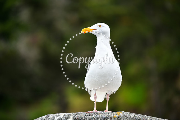 Coastal_AngelIsland-028