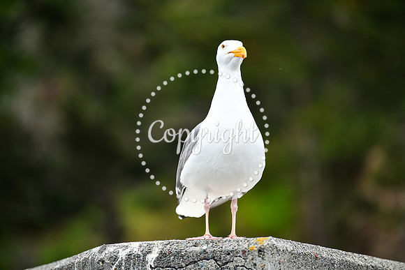 Coastal_AngelIsland-026