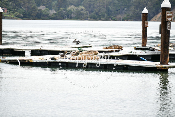 Coastal_AngelIsland-029
